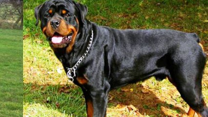 most dangerous dogs in the world