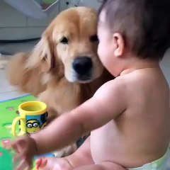 Ce chien noie un enfant sous ses léchouilles de tendresses !