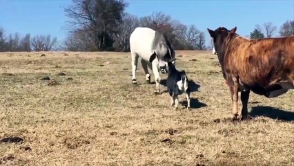 İnatçı keçi kocaman ineğe kafa tuttu