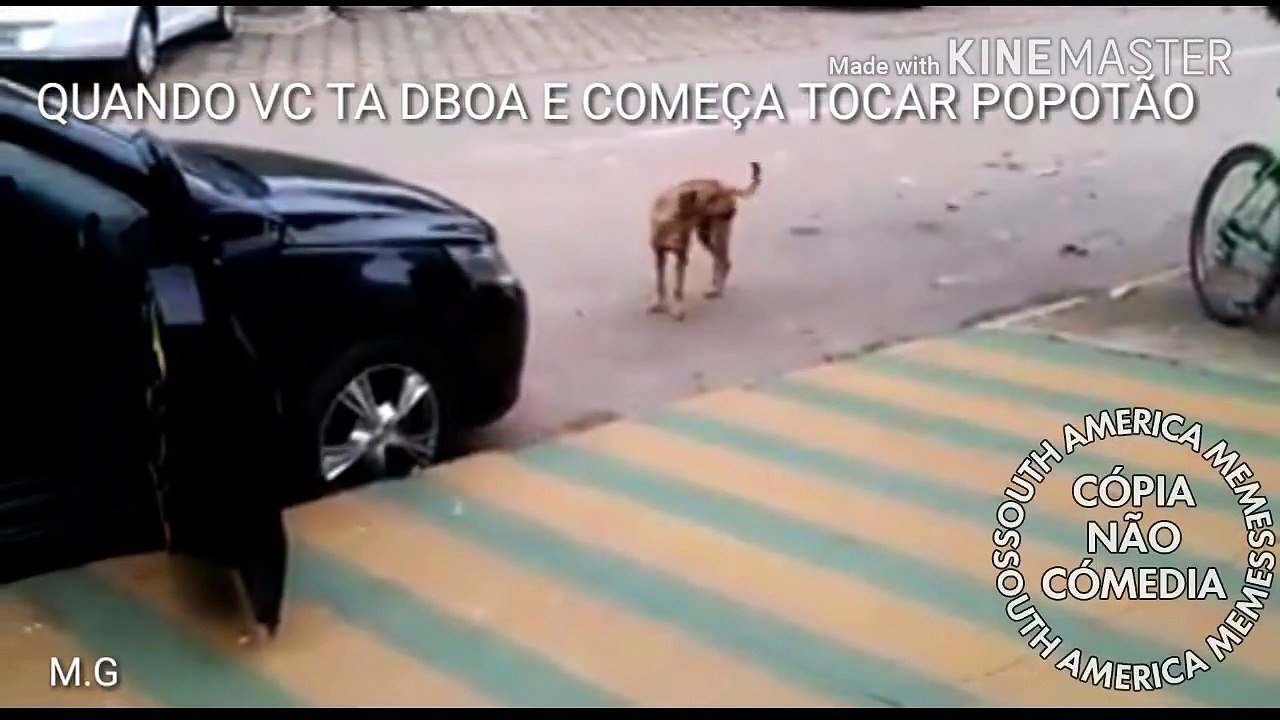 Cachorro dançando