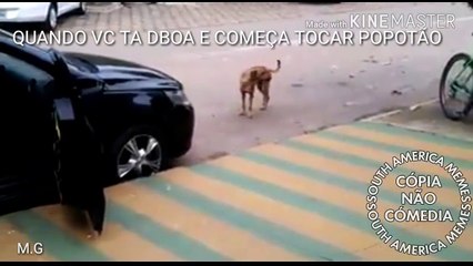 Cachorro dançando