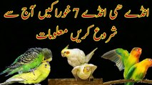 Budgies parrots say eggs lenay k liye 7 foods must info urdu_Hindi