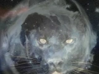 Astres animaliers_0002
