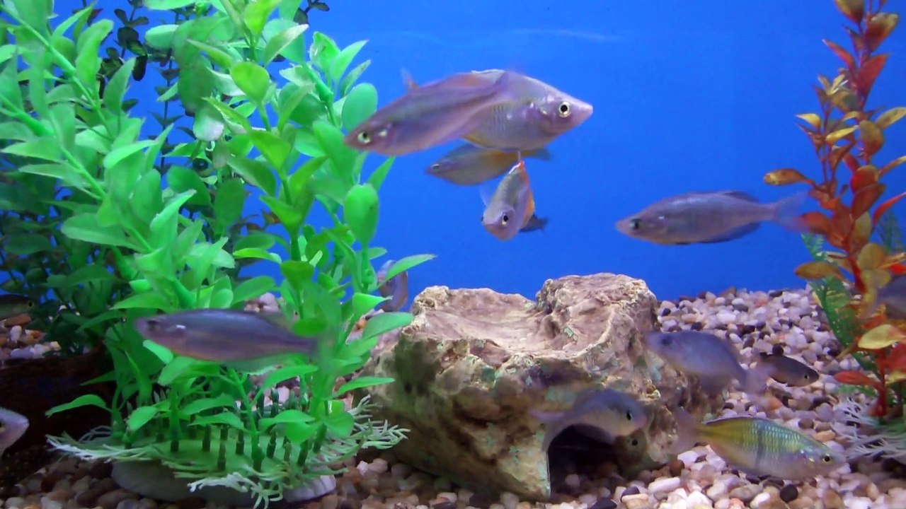 Beautiful Tropical Fish