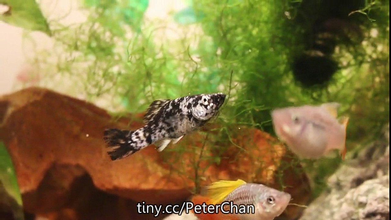 Female Dalmation Molly  - Tropical Fish