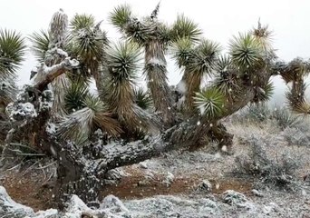 Snow Falls in Nevada's Red Rock Canyon