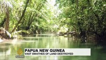 Papua New Guinea’s forests are being destroyed 