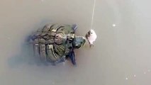 Cette tortue trop lente se fait voler son repas par un poisson malin