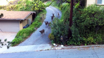 Un chat fait face à 6 cerfs... Rencontre du 3eme type!