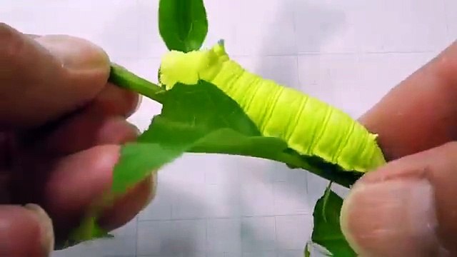 Cette chenille pousse des petits cris adorables