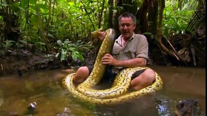 Il trouve un énorme anaconda, se jette dessus et le capture sans hésiter