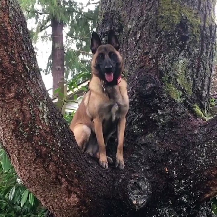 C'est un chien ou un écureuil ???