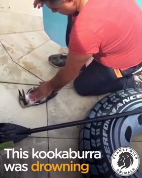 Kuşa Öyle Bir Şey Yaptı Ki! Gözlerinize İnanamayacaksınız