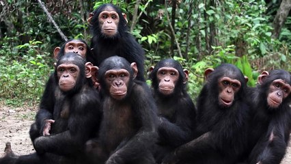 10 اطفال تربوا مع حيوانات برية