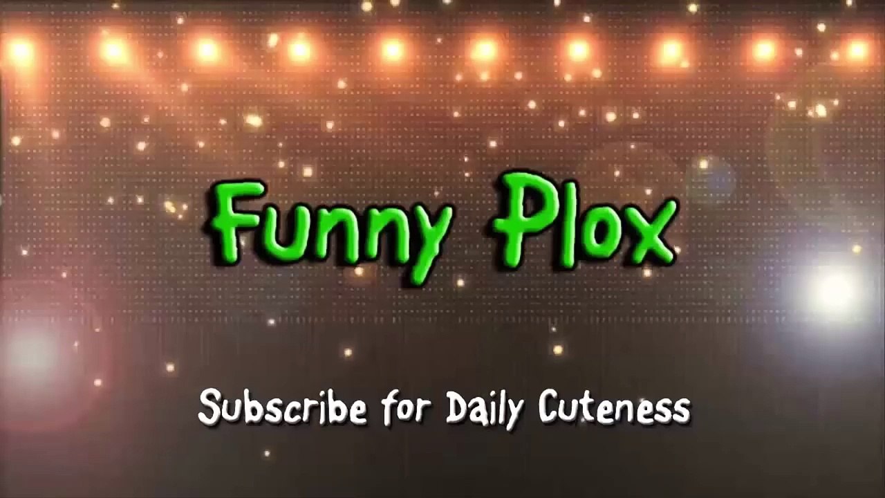 Top 10 Most Funny Penguin Videos (2015)
