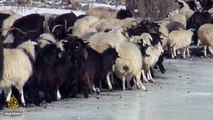 Mongolia's nomadic herders