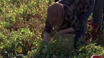 Syrian expat in Greece sets up a farm for refugees