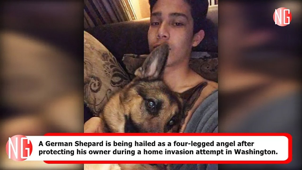 German Shepherd Rex Saved Owner From Burglars' Bullet