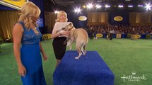 2018 American Rescue Dog Show - Part 1