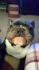 Increíble perro imita de forma perfecta el ruido de los coches de carreras