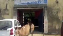 India Cuatro días de cárcel para ocho burros que comieron flores