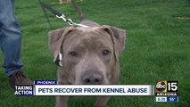 Pets recovering from kennel abuse will soon be up for adoption