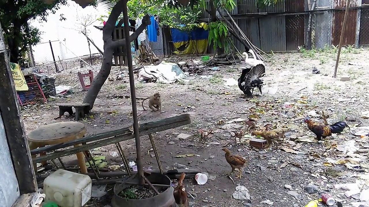 monkey vs chiken