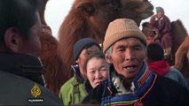 Mongolia races to preserve two-humped camels
