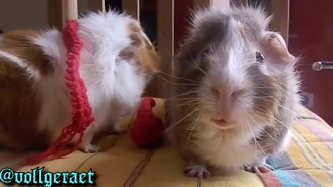 Meerschweinchen auf Bayrisch - [Schoaß]