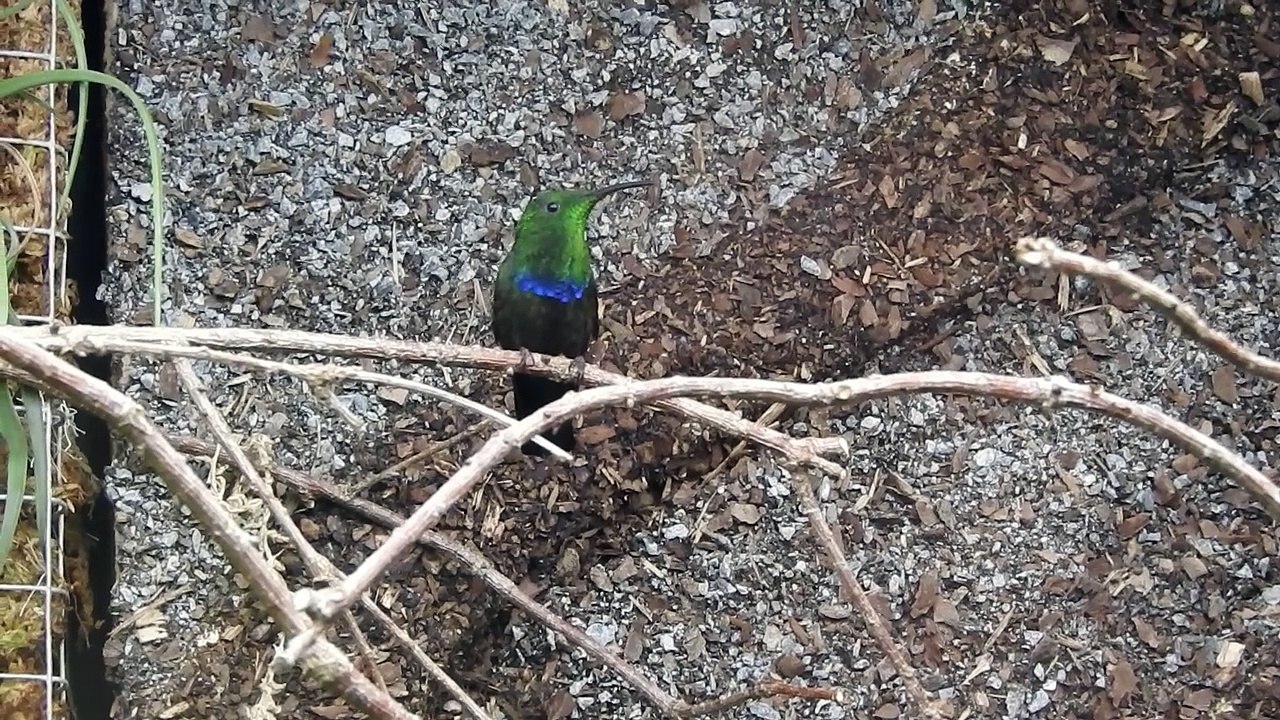 COLIBRI en vol.