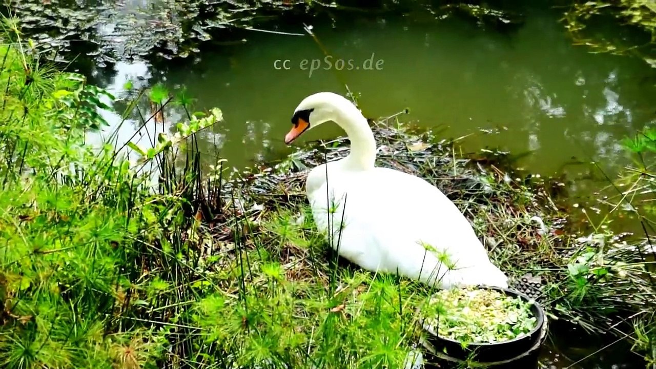 Cute_White_Swan_Lake_Nest