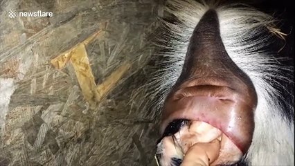 Man helps deliver baby goat and then performs life-saving CPR