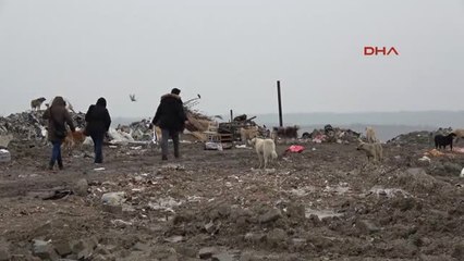 Edirne'de Kayıp 500 Köpek Aranıyor