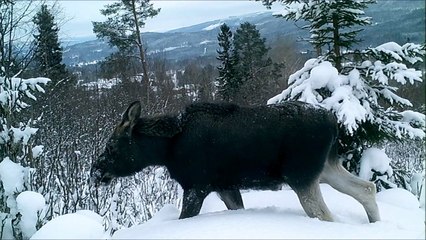 moose in Swedish winter landscape