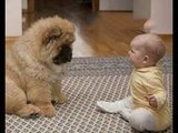 最高におもしろ犬と赤ちゃん 謎の会話動画特集・どっちも可愛すぎる