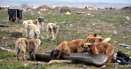 Edirne'de 500 Köpek Birden Ortadan kayboldu