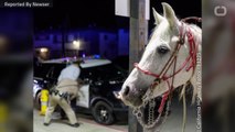 Man Pulled Over For Riding Horse On Freeway