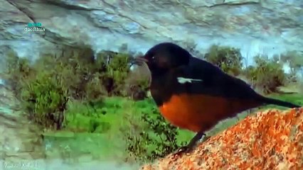 Động vật đột biến gen - Thiên nhiên hoang dã full HD Thuyết minh