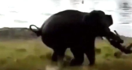 Filin Saldırısına Uğrayan Adam Hayatını Kaybetti