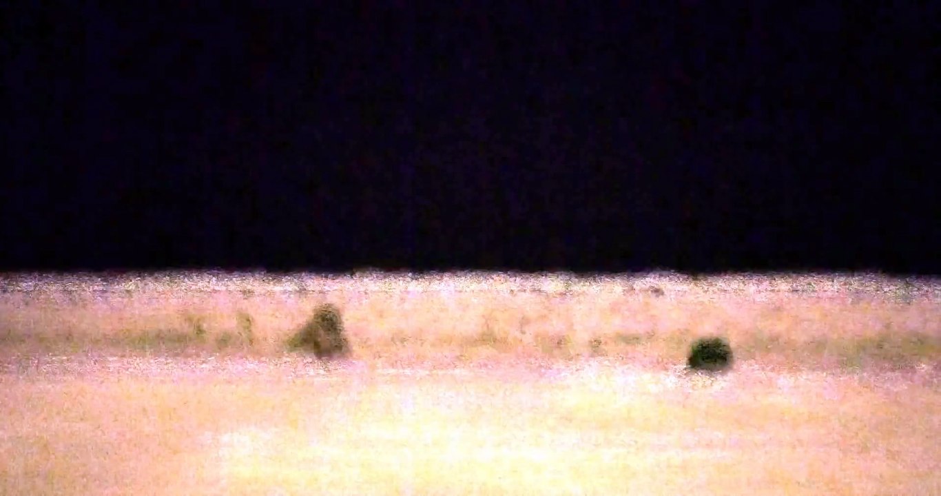 Fox Kills Cat Outer Harbor Buffalo, N.Y..