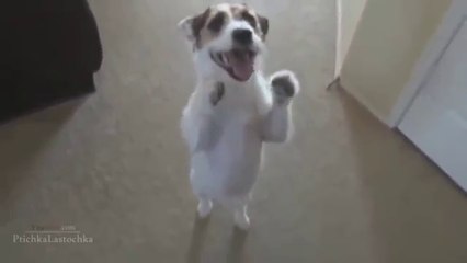 Laughing when the pet fake death