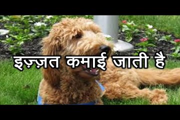 इज़्ज़त कमाई जाती है  Izzat Kamai Jaati Hai