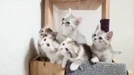 Cute Dogs and Cats Compilation 2017 [HD] -Con này có phải con mèo không vậy trời -