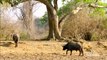 Animal Planet - Wild Zambia ( Africa's Social Animals -  working together)