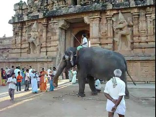 Srirangam Elephant blessing