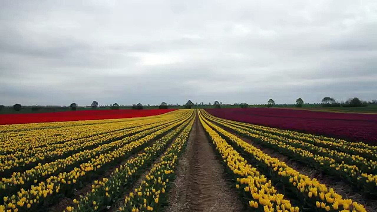 Fields of Tulips   -   Tulpenfelder | Glimpse of India