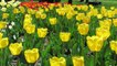 Tulips Botanical Gardens | Glimpse of India