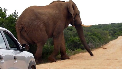 éléphant hésitant à traverser