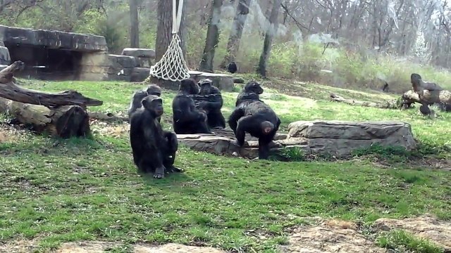Chimpanzee Mating Season is Here at Kansas City Zoo