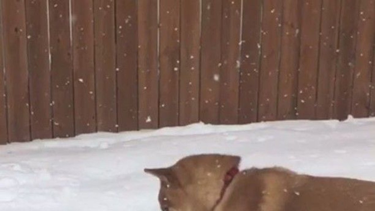 Un chien Shiba fait des bonds dans la neige